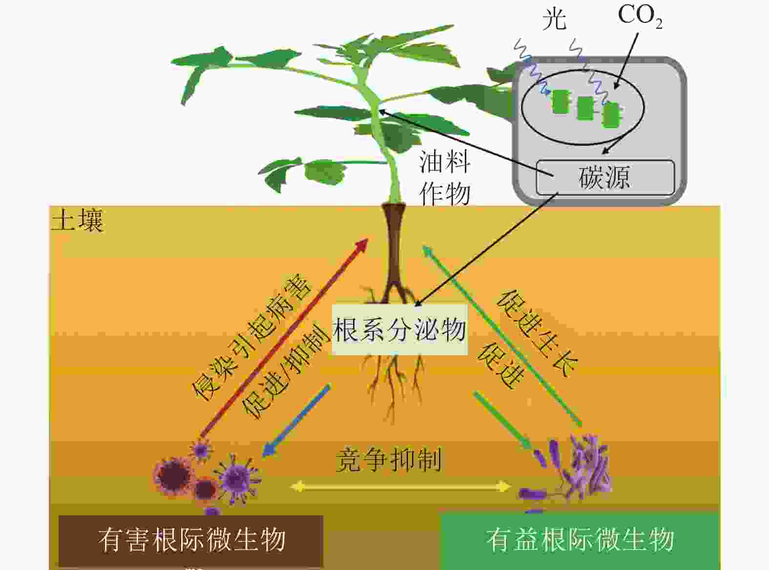 油料作物与根际微生物相互作用研究进展